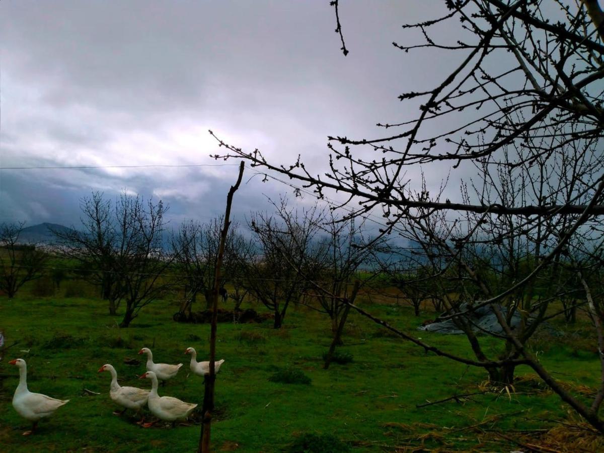 Ferme D’hôte La Vallée Azrou Esterno foto