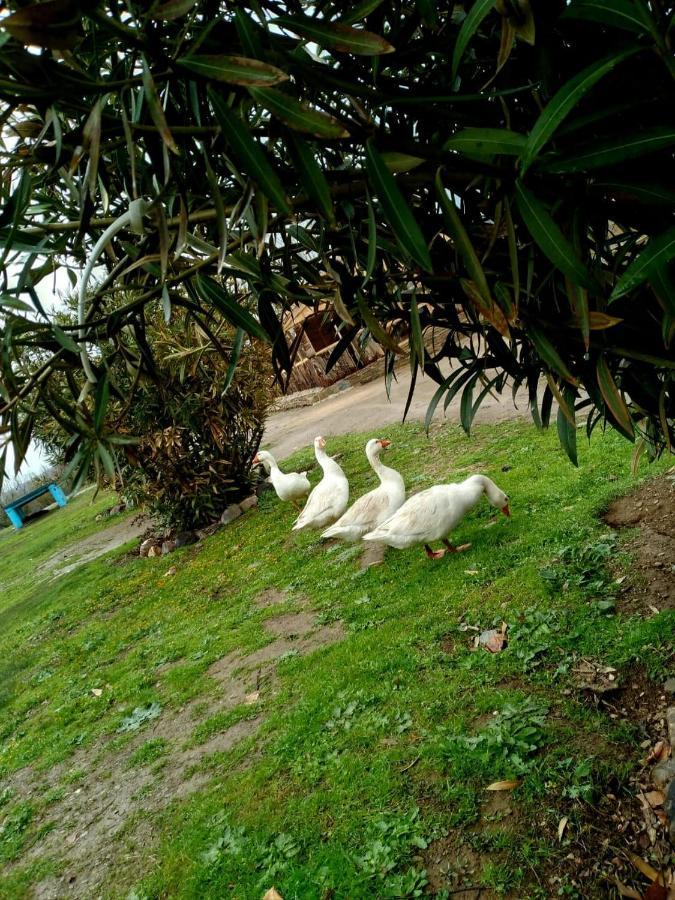 Ferme D’hôte La Vallée Azrou Esterno foto