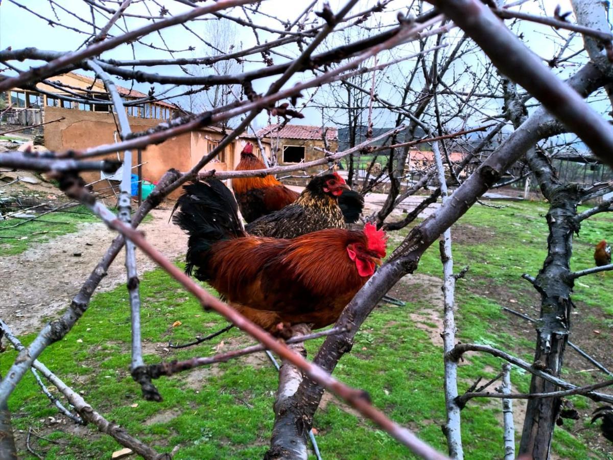 Ferme D’hôte La Vallée Azrou Esterno foto